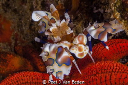Harlequin shrimp using its needle like claws to ingest di... by Peet J Van Eeden 